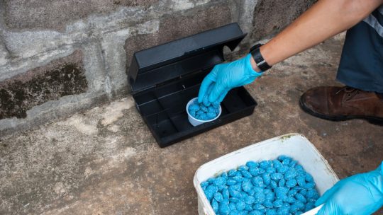 Dératisation en entreprise : respecter les normes d&rsquo;hygiène